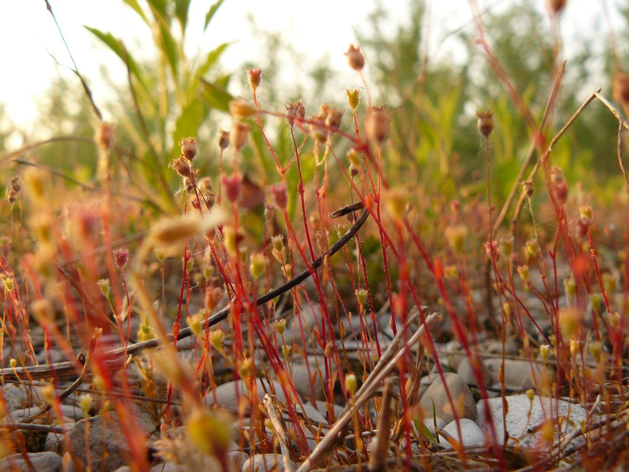 Saxifraga tridactylites